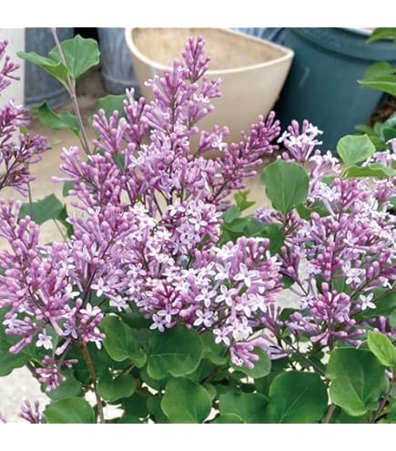 Amazon.co.jp: らいらっく苗 ピンクライラックミシェル